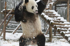 武汉：大熊猫雪中热舞