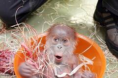 被妈妈遗弃的小猩猩