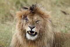 雄狮被母狮暴打