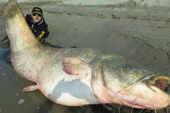 男子钓起242斤巨型鲶鱼 体长近3米