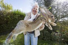 世界上最大的兔子