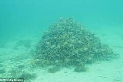 上千只蟹聚集成一个“金字塔”