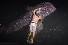 男子半夜跳海与5米长巨鲨共游