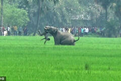 印度：大象误闯村庄踩死5人