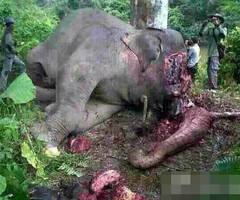 云南亚洲象遭砍头取牙现场