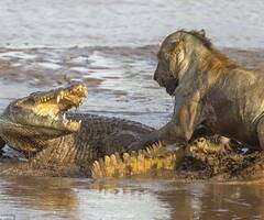 肯尼亚河上狮子与鳄鱼的生死斗