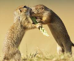 两吃货松鼠抢最后一个麦穗