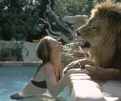 美国一家三口为拍片与狮子同居5年