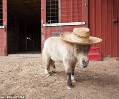 长不大的马明星