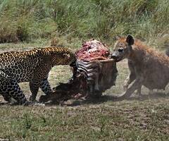 鬣狗抢夺猎豹食物画面
