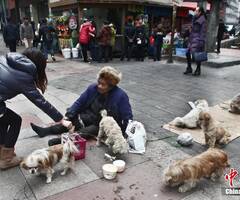 贵阳：七旬老汉带数条流浪狗沿街乞讨