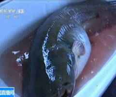 黑龙江捕获1.7米罕见巨型鲶鱼