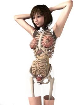 日本少女<em>裸体</em>3D<em>解剖图</em>