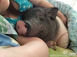 北京姑娘养170斤宠物猪 和猪同一被窝睡觉