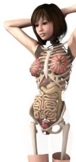 日本3d美女医学<em>人体</em>解剖图