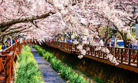 原来韩国的春天也可以美如仙境！