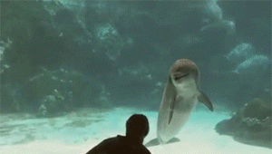 女孩表演翻筋斗 海豚看愣|图