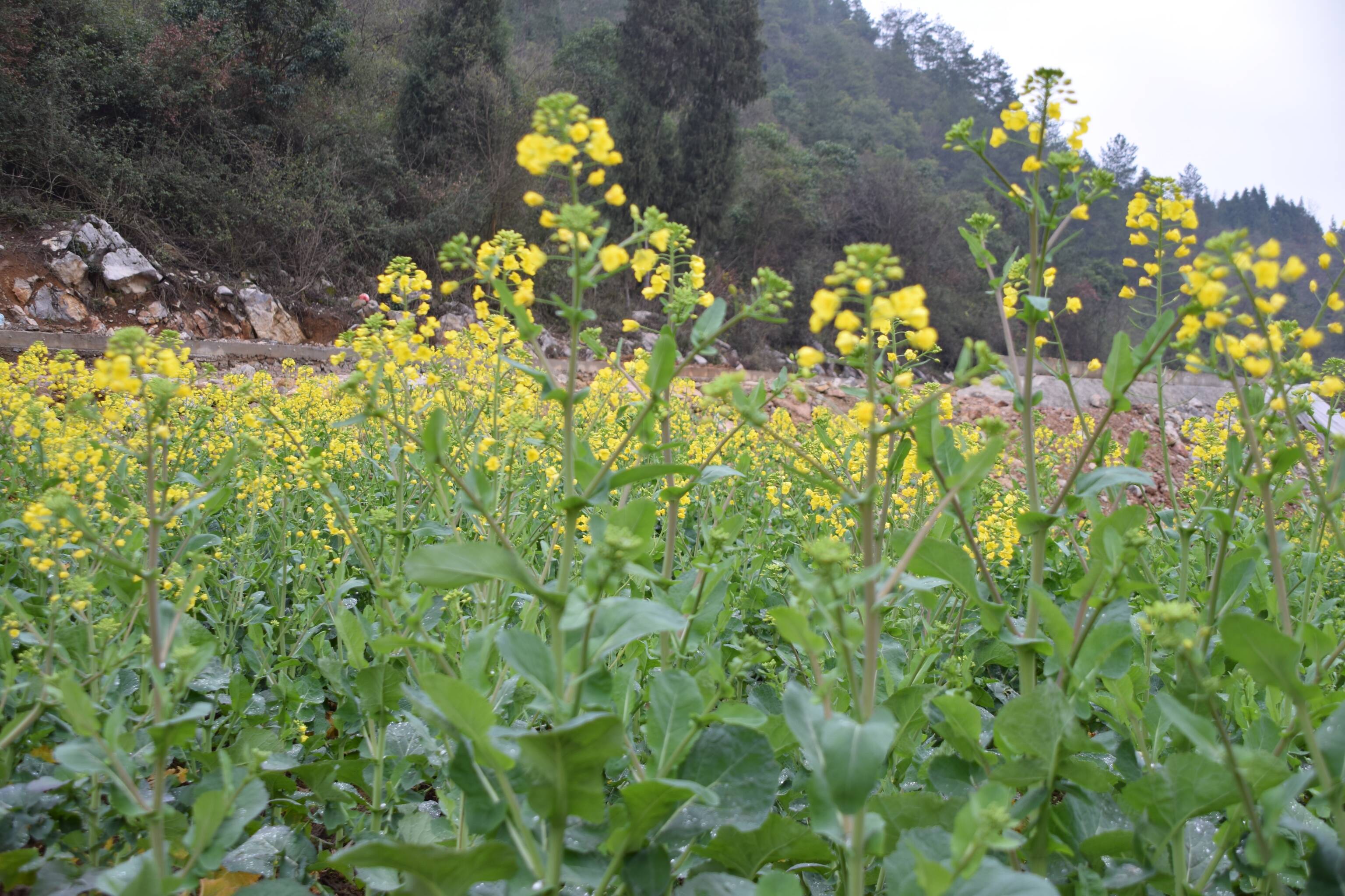 春天的油菜花格外鲜艳__凤凰网