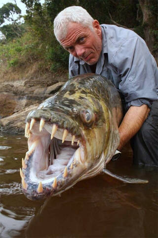 垂钓者捕到巨型非洲虎鱼 32颗牙如剃刀可攻击鳄鱼