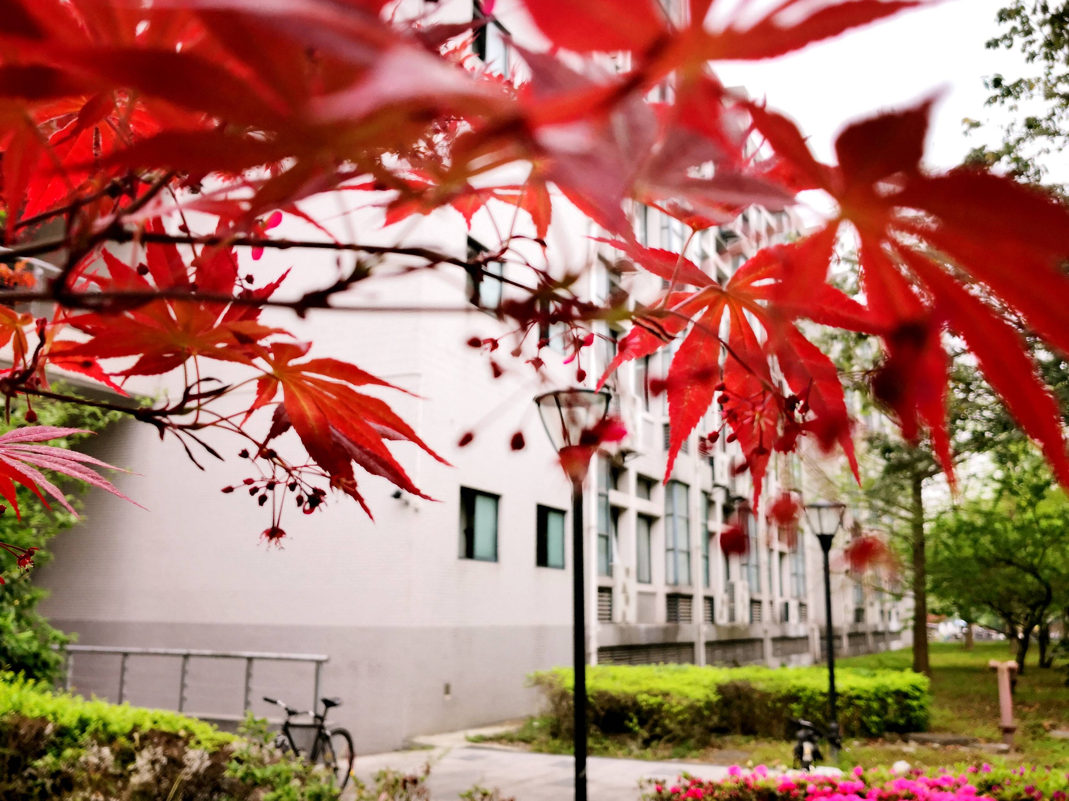 西南财经大学:一花一树皆风景,半山半水皆有情