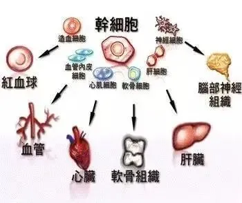 科普——干细胞治疗类风湿性关节炎(图3)