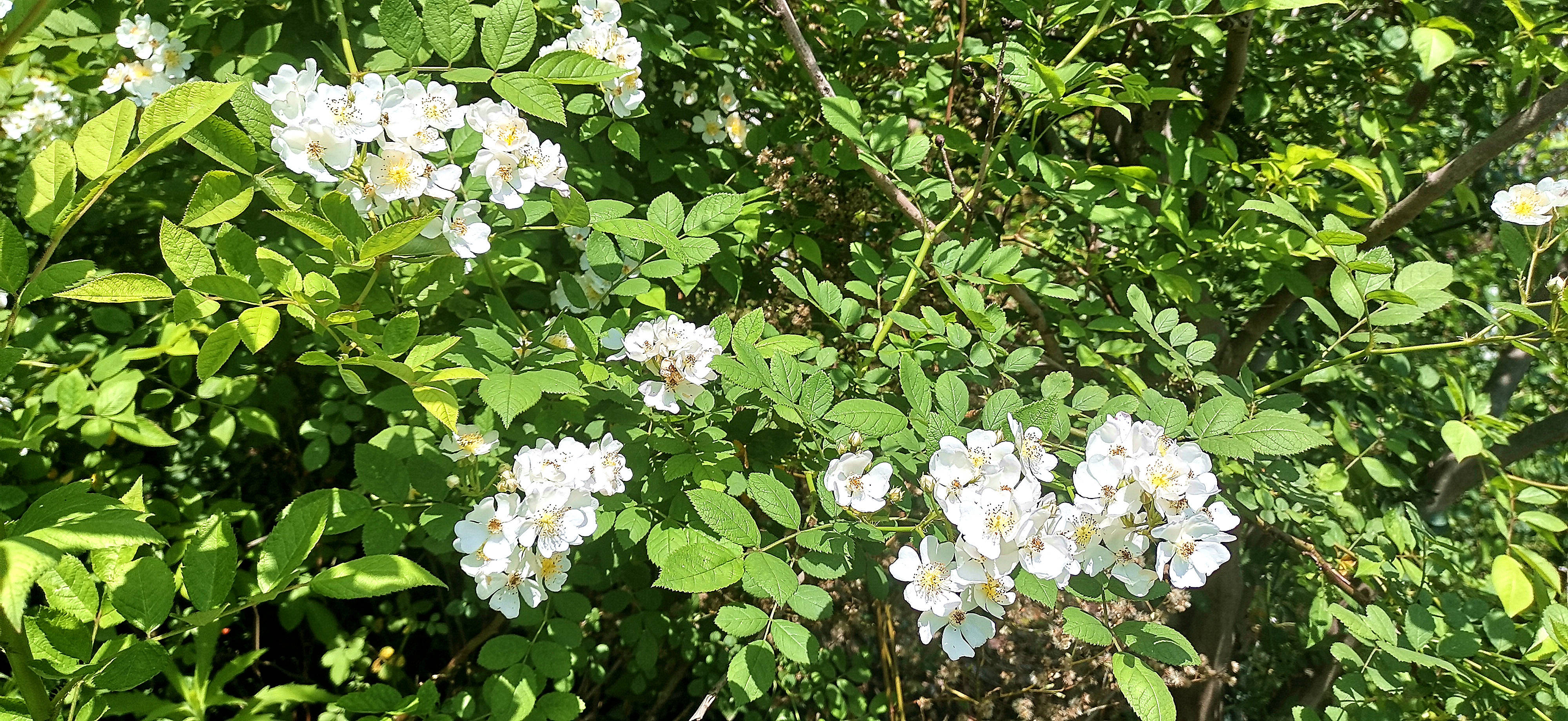 吉安视觉后河味道的白色野蔷薇花开烂漫