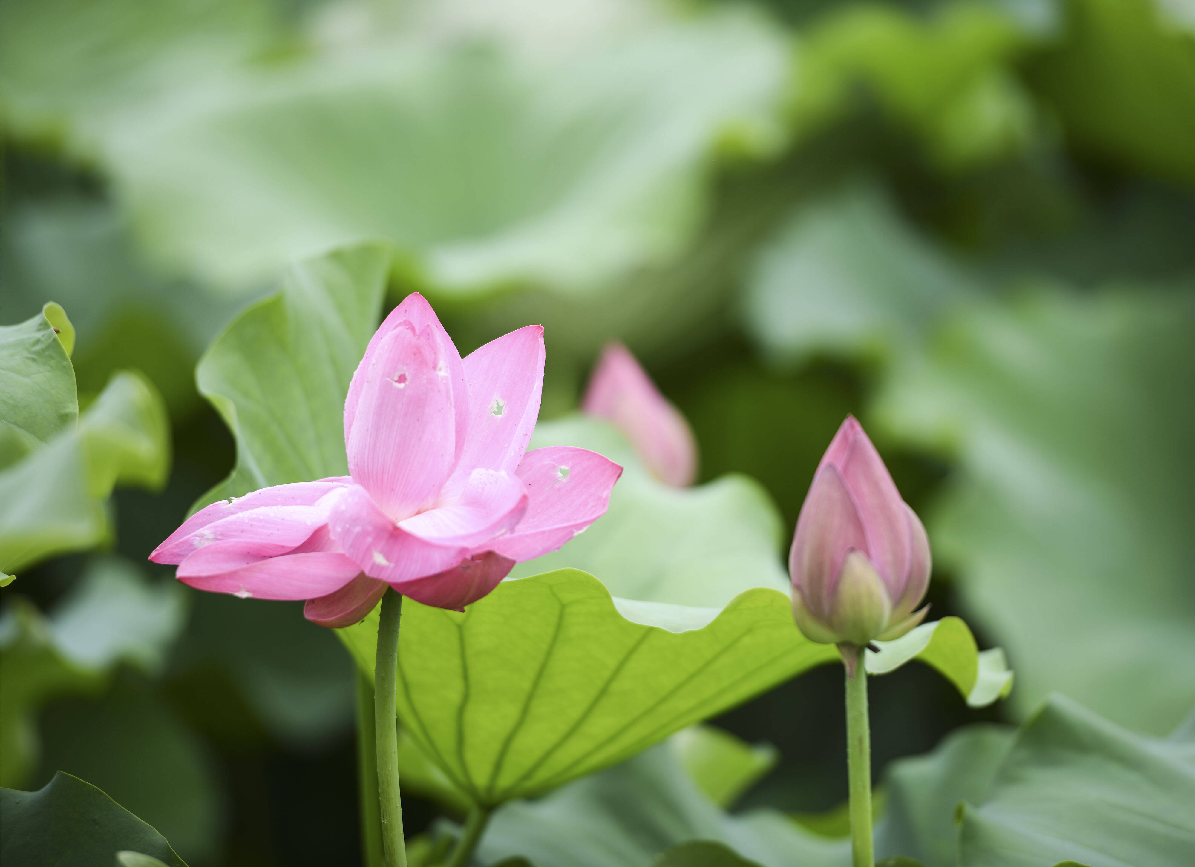 2020年6月5日,小满,合肥下起雨,雨后的包公园,荷花更加鲜艳夺目,美丽