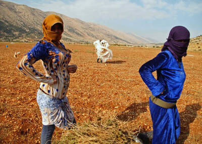 叙利亚难民在黎巴嫩种大麻