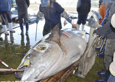 日本捕获重达417公斤金枪鱼 够3000人食用