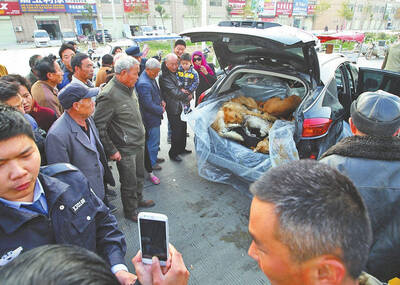 一场车祸撞出一车厢狗尸