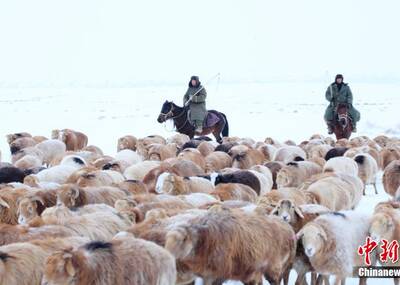 百万牲畜冒雪转场画面