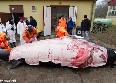 解剖一只鲸鱼