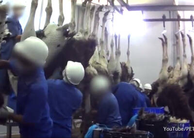 割喉、倒吊，鸵鸟遭制成名包全过程