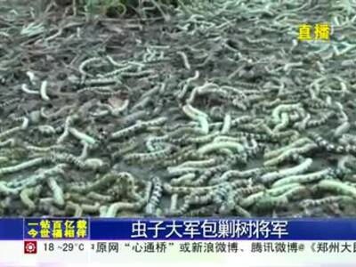 郑州30余株行道树树叶被虫吃光 虫子满地吓坏行人