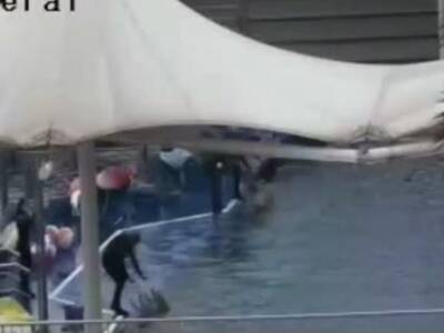 海洋馆员工虐打海豚 跳起飞踹