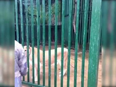 陕西 寺院僧人养狮子  被罚款3000没收狮子(图)