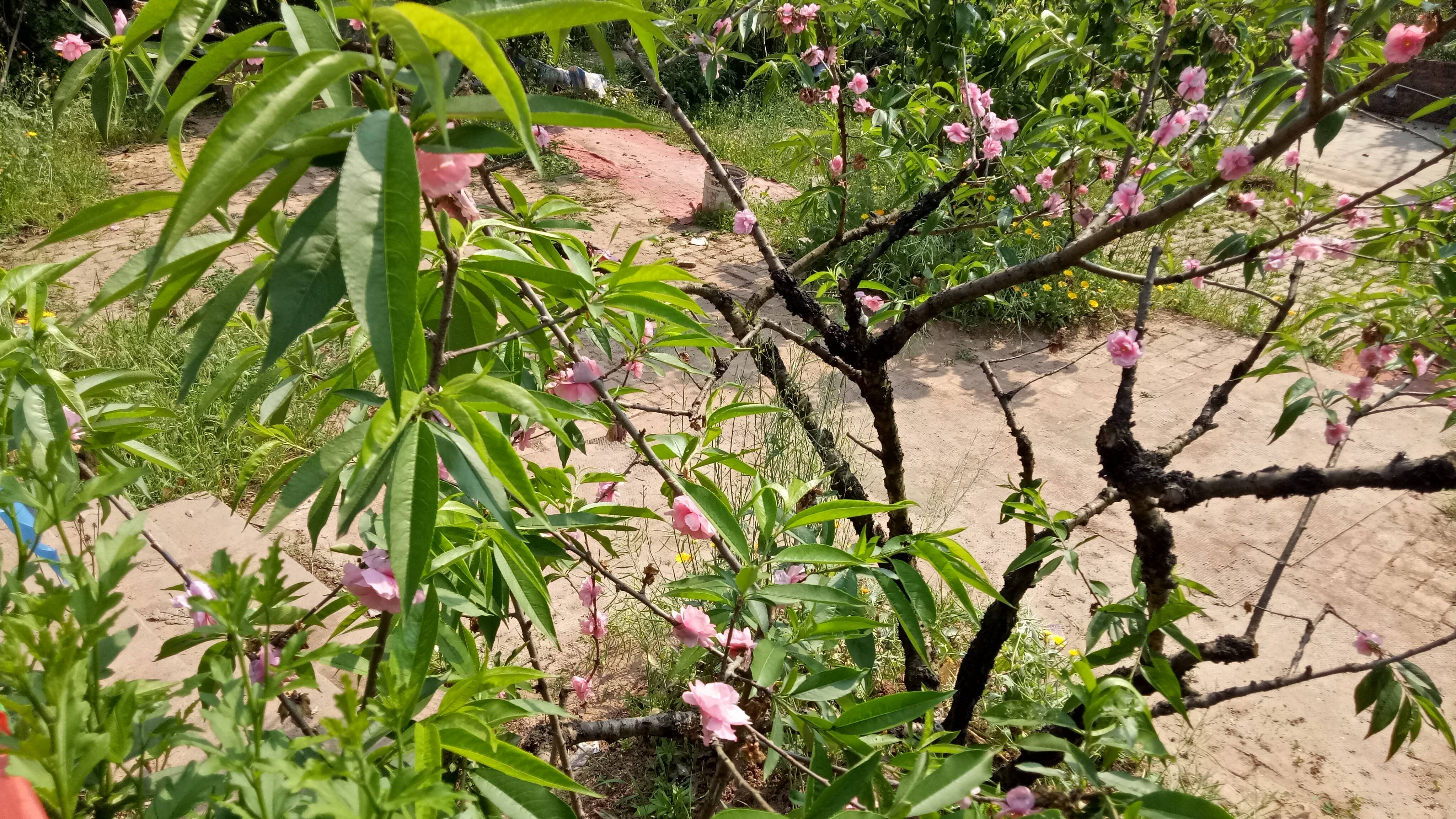 这花开了两个多月了从贴着地面开花到茎秆都这么高了