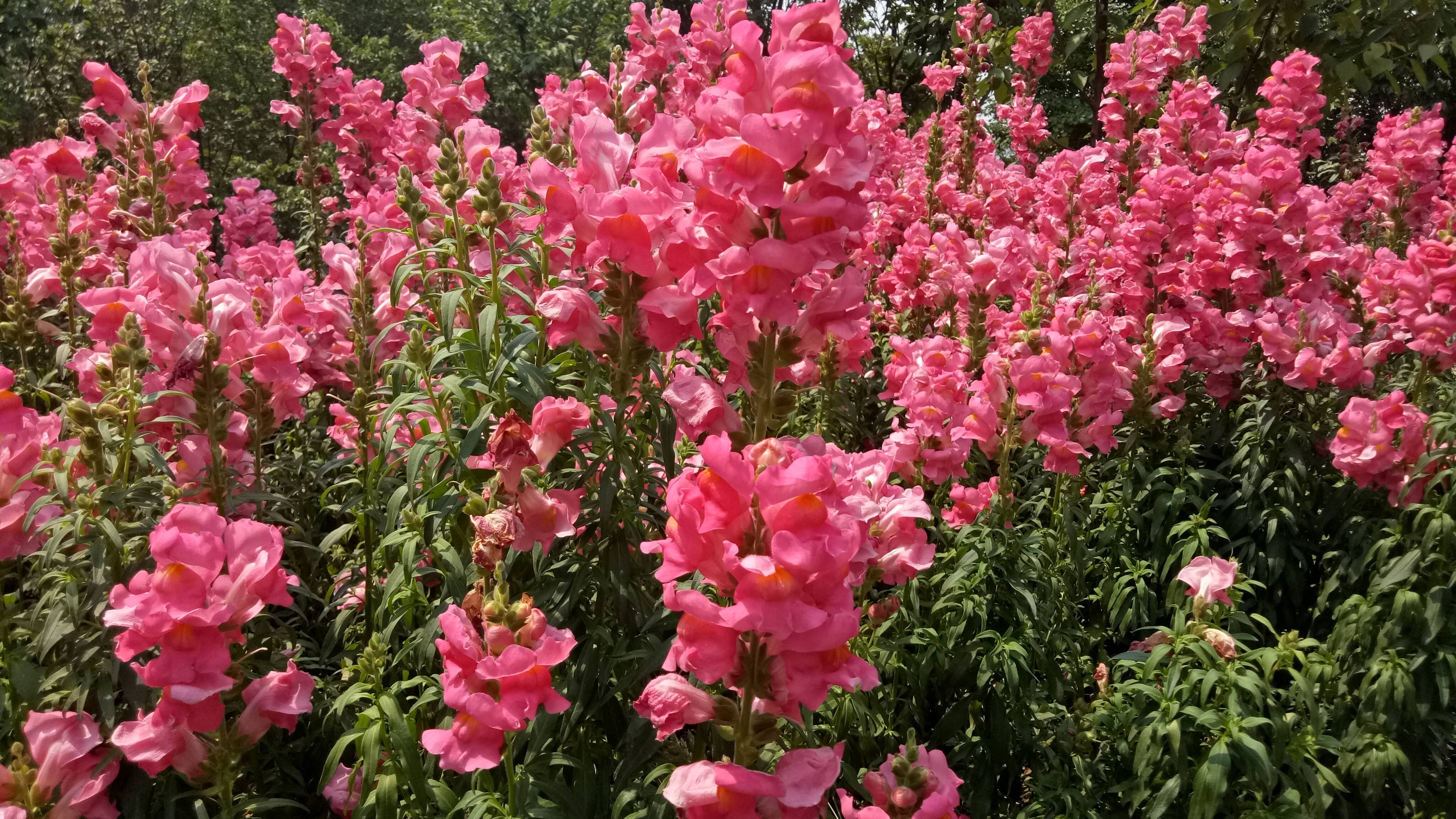 这洋红色的花真的是一束一束的呢,每一束上面都有好多的小花的,还有些