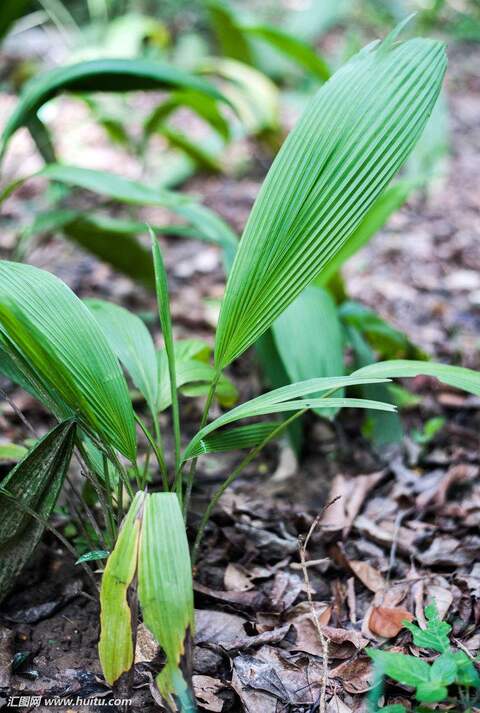 中医宝典:中药仙茅的功效与作用,仙茅相关各类书籍汇总