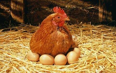 母鸡为什么会知道孵蛋原理母鸡孵蛋图片