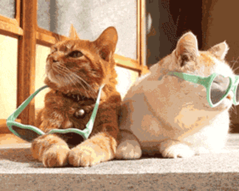 猫咪怎么猫冬?
