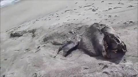 他在海滩愉快散步 下一秒却出现惊悚恶心画面