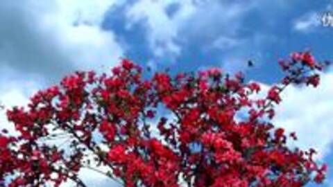 映山红红歌二胡曲谱_红歌映山红图片(2)