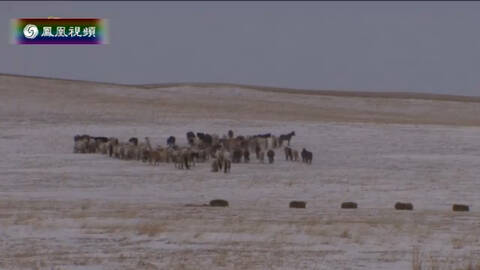马道成功-凤凰卫视