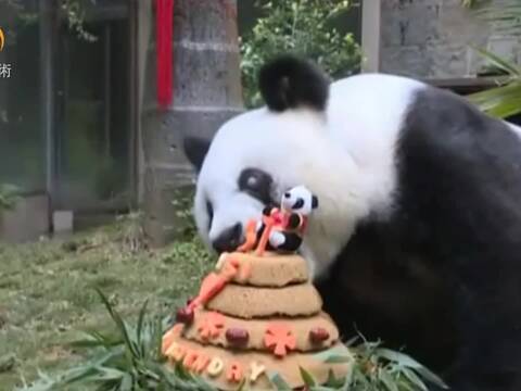 福州熊猫「巴斯」贺37岁生日 获全球最长寿记录
