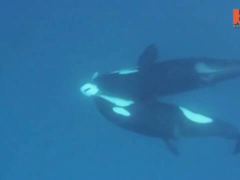 杀人鲸大战虎鲨