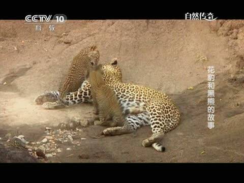 自然传奇 _自然传奇之恐龙战争_自然传奇动物