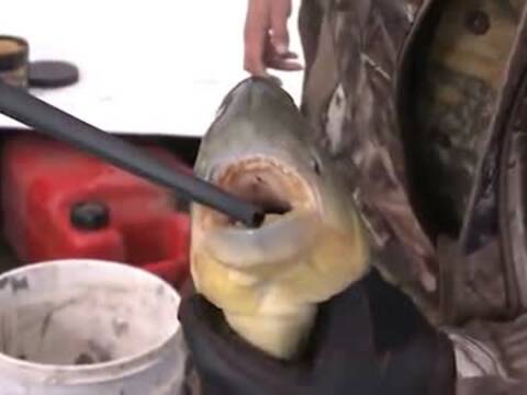 男子肢解食人鱼 手指被咬掉一块肉