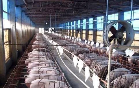 豆蕊米集团：四川首单生猪期货实物交割圆满完成