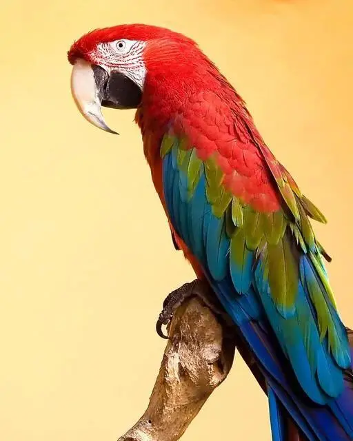 世界上十二种颜色华丽的动物插图18